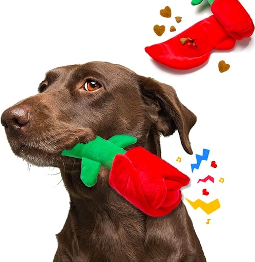 Chocolate lab holds a toy flower in his mouth